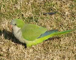 Monk Parakeet