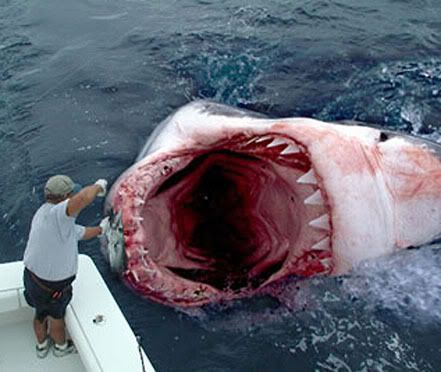 http://i206.photobucket.com/albums/bb107/bonniekelley/megalodon-1.jpg