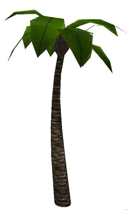 lagoon palm tree