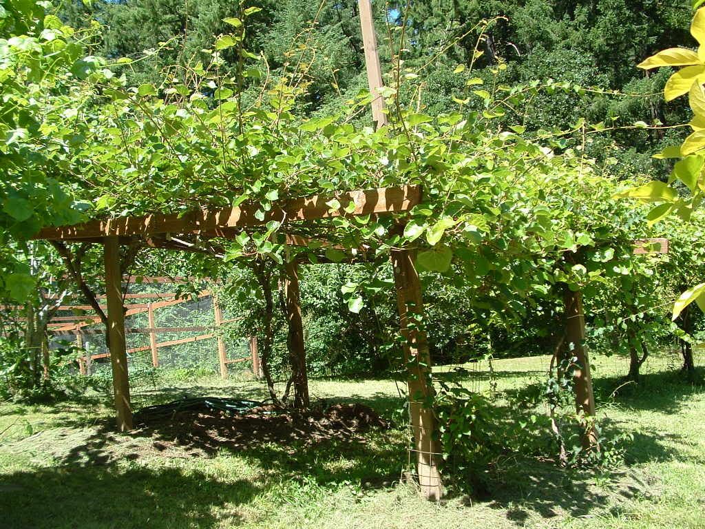 Kiwi Vine Trellis