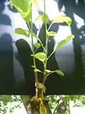 http://i206.photobucket.com/albums/bb122/NealV/th_35078.jpg