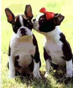 boston_terrier_pups_03a.jpg picture by TweetyVal