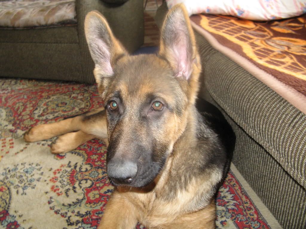 http://i206.photobucket.com/albums/bb137/Kockica_photos/rebui001-1.jpg