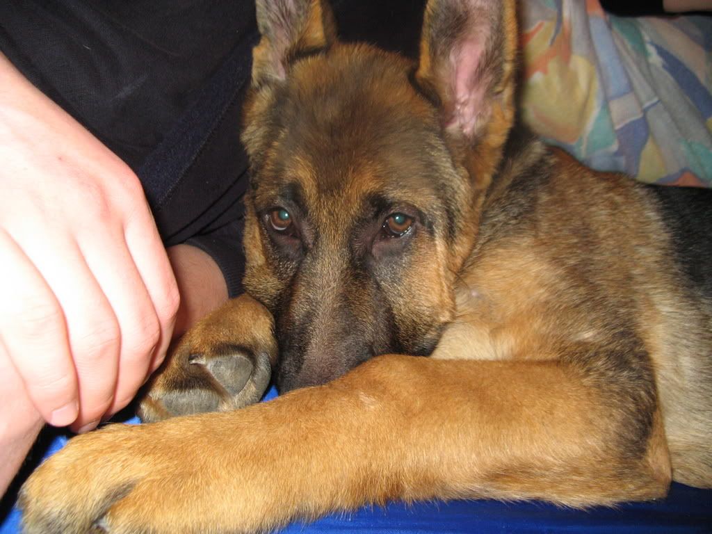 http://i206.photobucket.com/albums/bb137/Kockica_photos/rebui058.jpg