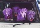 purpledogs.jpg