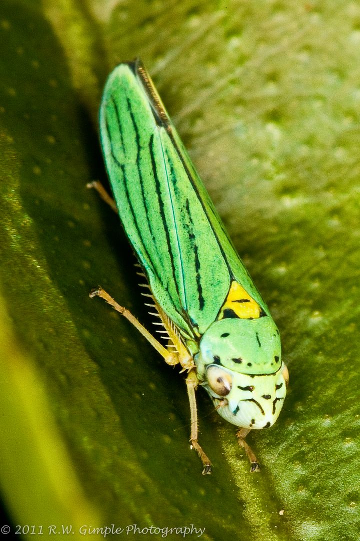 IMAGE: http://i206.photobucket.com/albums/bb149/rwg_bucket/GreenBug001of2.jpg