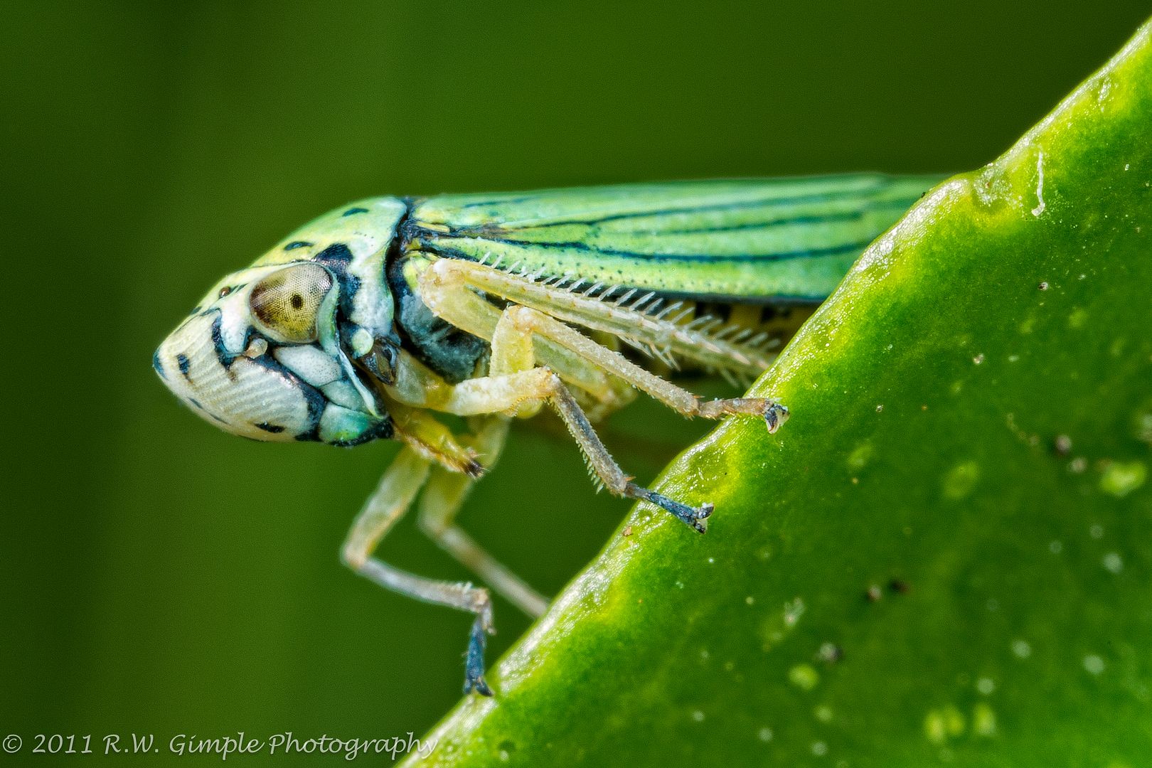 IMAGE: http://i206.photobucket.com/albums/bb149/rwg_bucket/GreenBug002of2.jpg