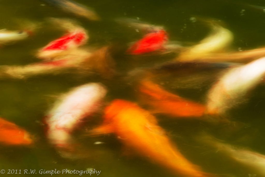 IMAGE: http://i206.photobucket.com/albums/bb149/rwg_bucket/Koi-2-1.jpg