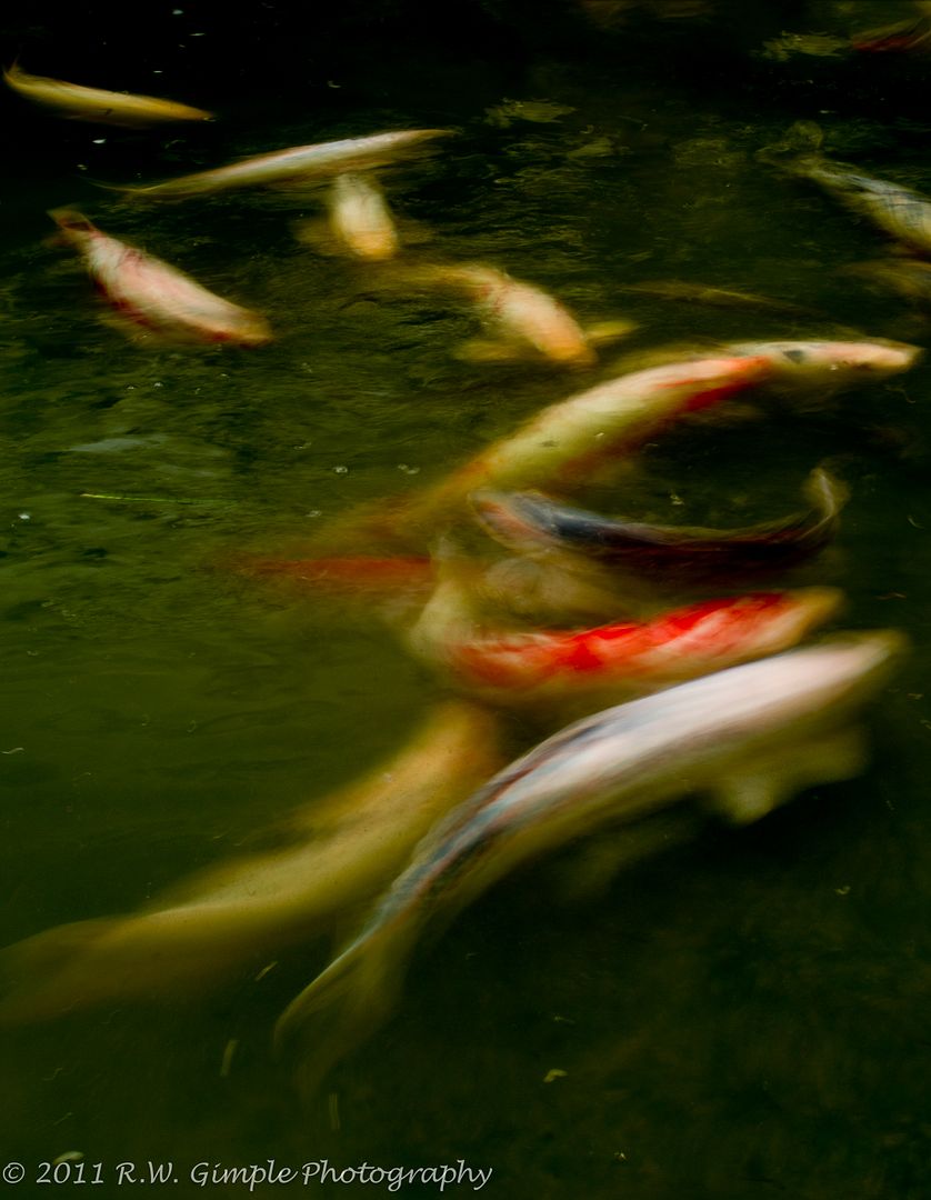 IMAGE: http://i206.photobucket.com/albums/bb149/rwg_bucket/Koi-3.jpg