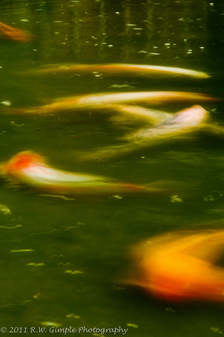 IMAGE: http://i206.photobucket.com/albums/bb149/rwg_bucket/Koi4.jpg