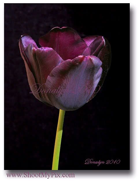 IMAGE: http://i206.photobucket.com/albums/bb149/rwg_bucket/smTulip-0167ED-1-2.jpg