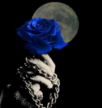 MyBlueRose.jpg