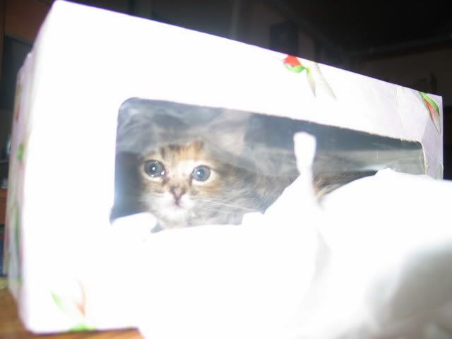 Cat In Kleenex Box. Kittens and Kleenex boxes do