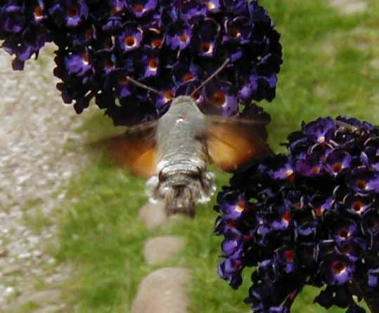 hummingbirdhawkmoth1e-1.jpg