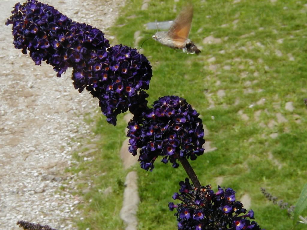 hummingbirdhawkmoth2-1.jpg