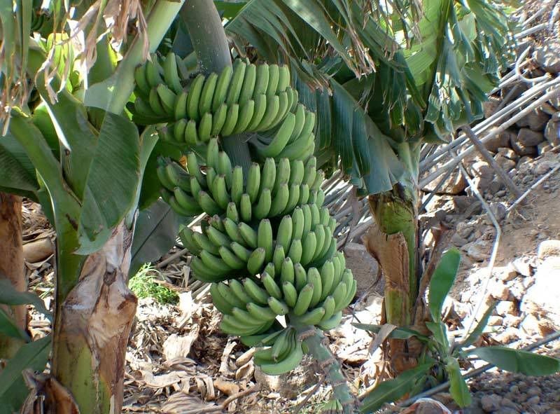 La Gomera bananai Pictures, Images and Photos