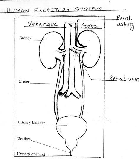 excretory system in humans. Re: excretory system