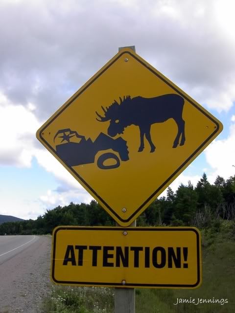 Crazy_moose_sign_3.jpg