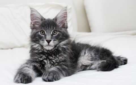  photo silver-tabby-maine-coon-kitten.jpg