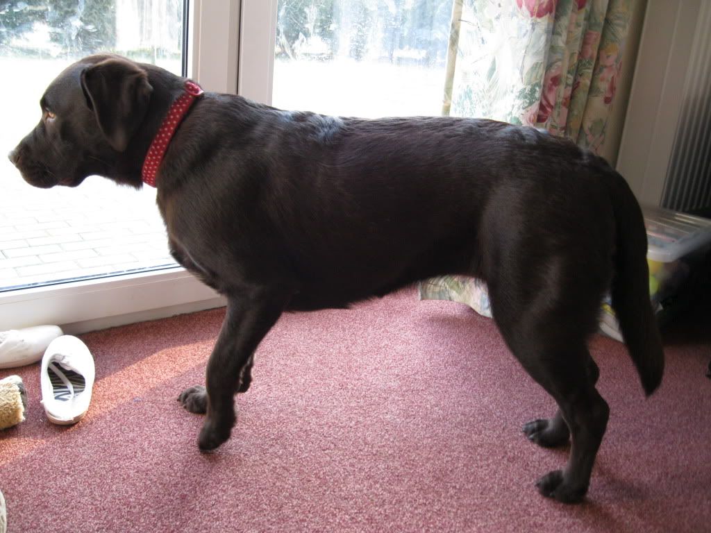 How much should a lab weigh??? Labradors Forums