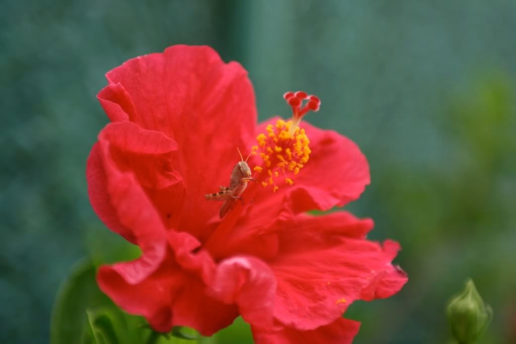 Posted Image
