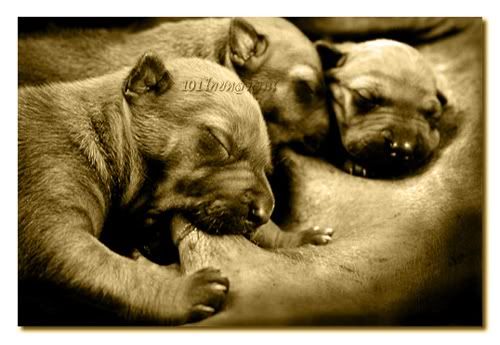 101thairidgeback