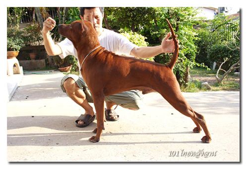 101thairidgeback