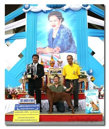 101thairidgeback
