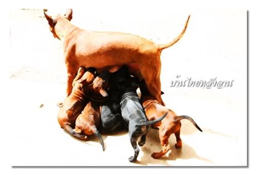101thairidgeback