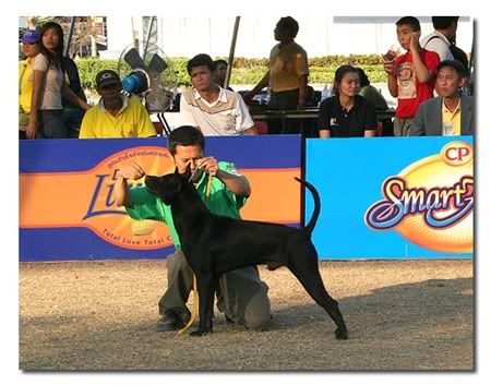 101thairidgeback