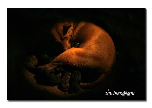 101thairidgeback