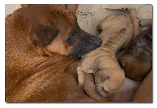 101thairidgeback