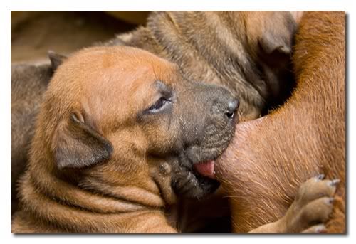 101thairidgeback