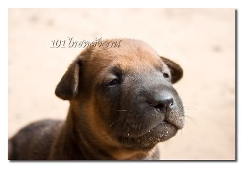 101thairidgeback