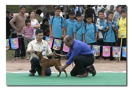 101thairidgeback