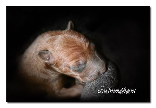 101thairidgeback