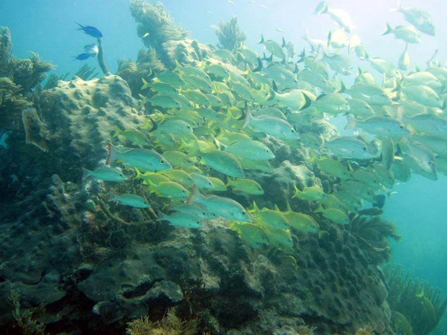 dive13.jpg