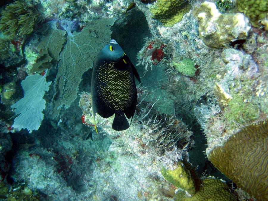 dive15.jpg