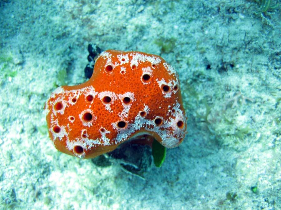 dive18.jpg