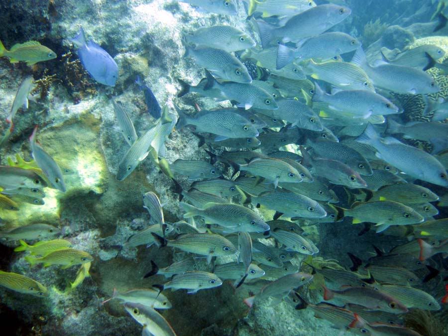 dive5.jpg