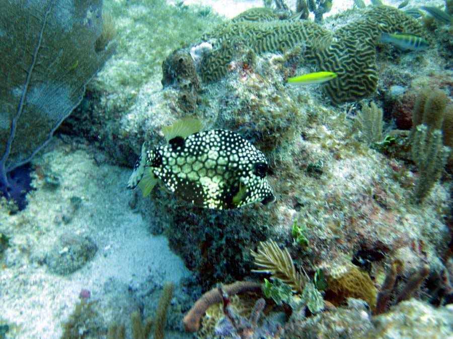 dive6.jpg