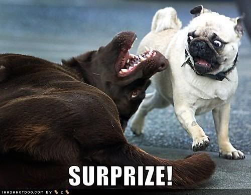 funny pug pictures. funny-dog-pictures-surprise-