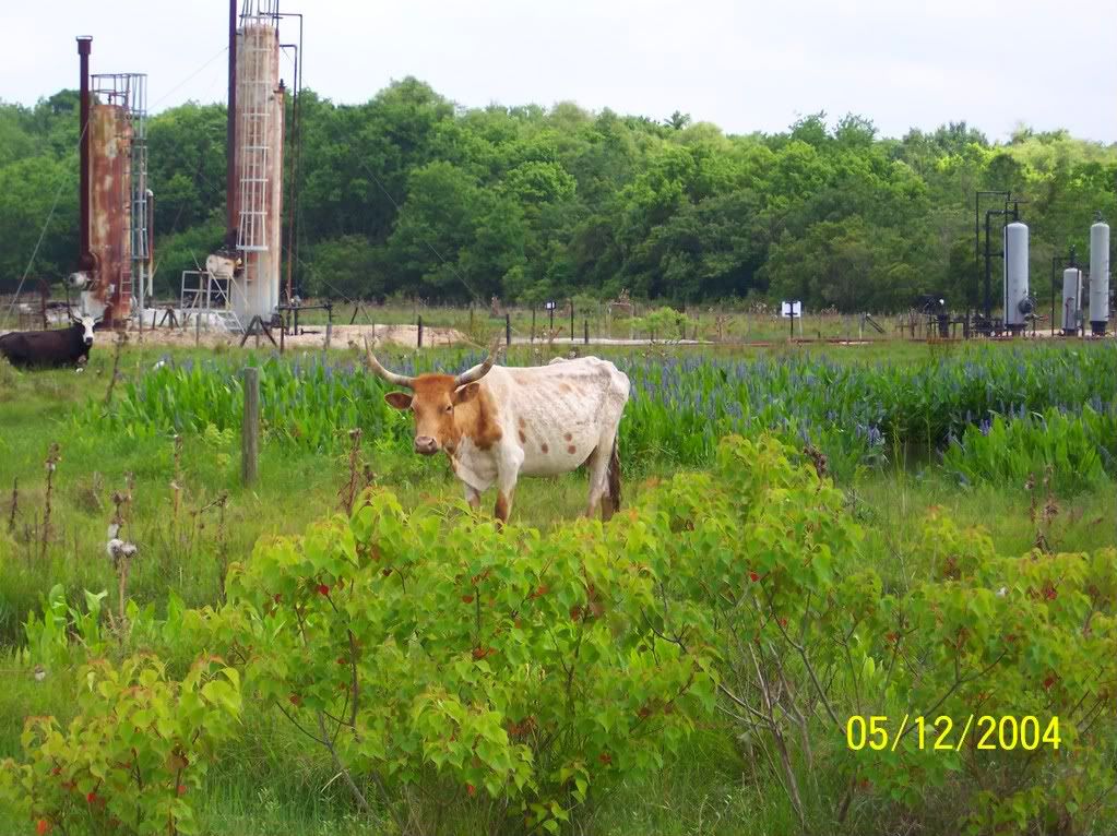 Long Horns Grazing