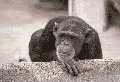 chimpanzephoto5lx.gif picture by analialaplata