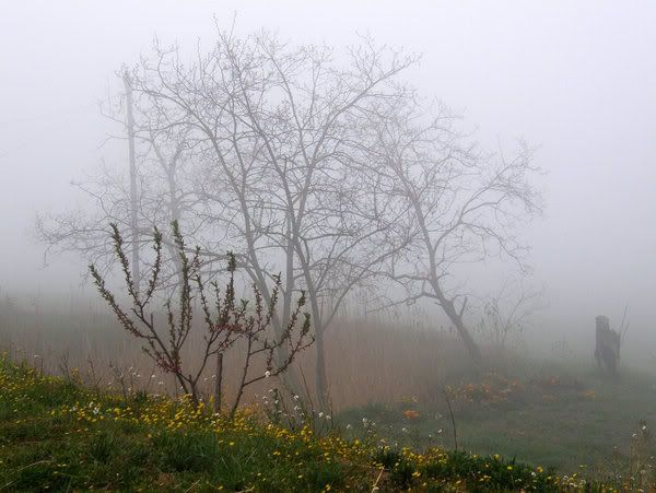 niebla.jpg picture by analialaplata