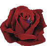rosa20roja.gif picture by analialaplata