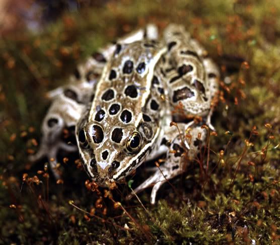 Leopard-Frog.jpg