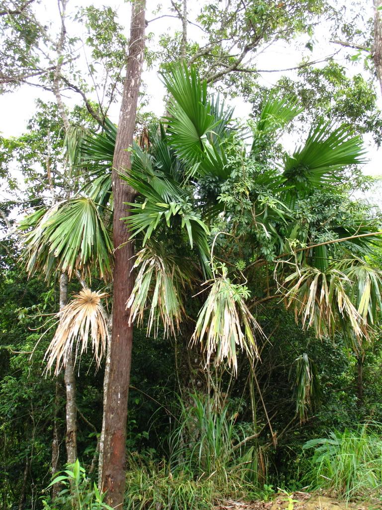 Lchinensis2.jpg