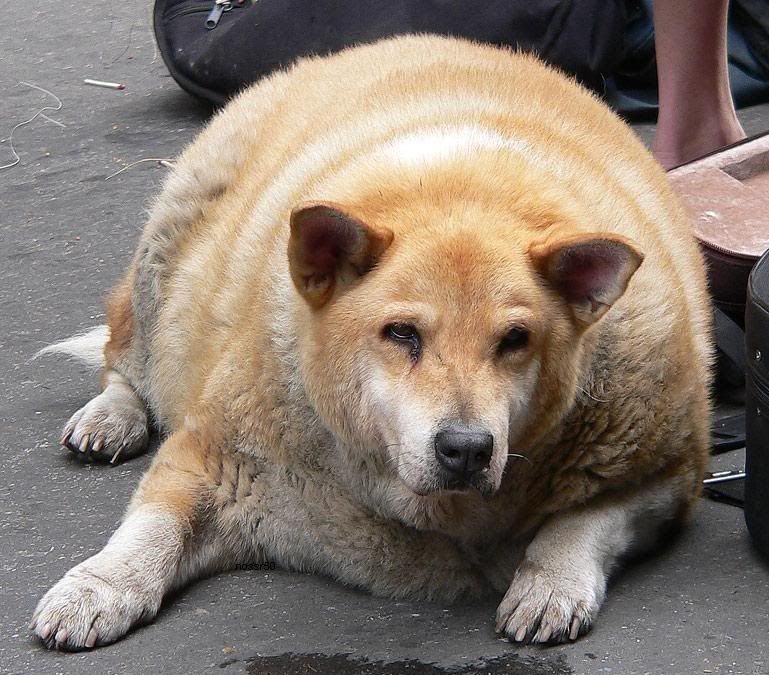 FatDog.jpg