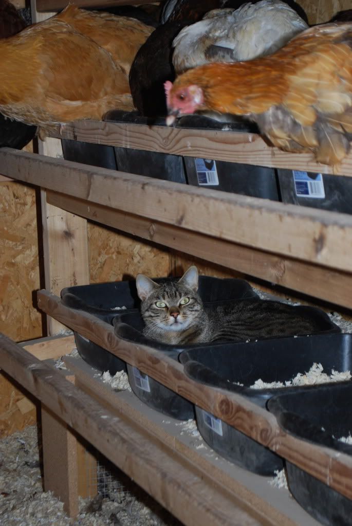 killing mice and protecting the girls BackYard Chickens Learn How